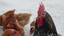 Angry rooster guarding hens in snowy winter. 
