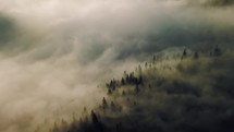 Aerial view of misty forest nature.
