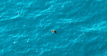 Majestic Bald Eagle flying over the ocean looking for fish in slow motion. 