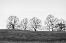bare trees on hills 
