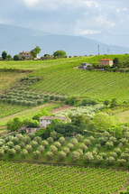 houses and vineyard 