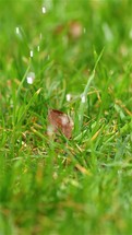 Vertical video of rainy weather, it is raining in green grassy meadow with dry leaf, slow motion
