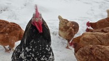 Angry rooster guarding hens in snowy winter.

