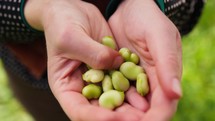 Farmer hands holding broad bean