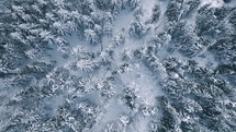 Bird view panorama of frozen winter forest with snowy trees in cold nature background
