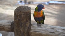 A colorful tropical bird perched on a fence