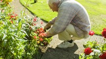 Senior caucasian man gardening