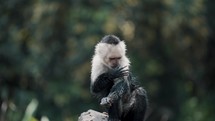 Young Capuchin Monkey Licking Its Arm And Descending From A Concrete Post At Zoo.	