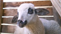 Portrait of cute young sheep looking into the camera in small organic farm animal house
