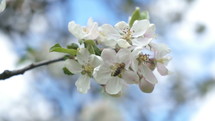 Honeybee pollinating white apple-tree flowers in sunny spring
