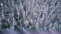 Aerial bird view of winter forest in snowy nature
