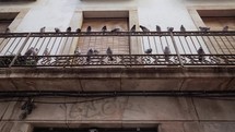  Cityscape of doves sitting on balcony of apartment buildings in old part of Barcelona - Gothic Quarter, Born district. Steadicam shot of flying birds. . High quality 4k footage