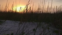 grasses and sea oats blowing in the breeze at sunset 
