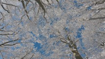 Bottom up View of Frozen tree crown tops in winter forest with snowy trees nature background