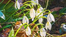 Closeup of Snowdrops flowers blooming fast in spring forest nature Time-lapse
