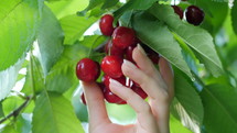 Female hand pulls a ripe red cherries from a tree