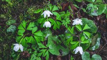 Fresh spring flowers Anemone nemorosa blooming fast in green forest nature Grow time lapse
