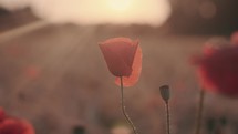 Red poppy flower at sunset 4K video	
