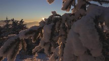 Winter sunrise background over snowy tree branch in mountains forest
