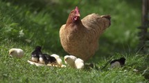 Mother hen and chicks eating on a farm.
