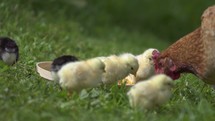 Baby chicks and mother hen eating on farm.
