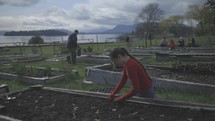 A group of people planting and gardening in the Pacific Northwest with a young woman in the foreground planting a seedling.