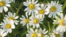 White Marguerite flowers in green meadow peaceful nature, Top view
