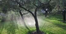 The water sprinkler system sprays droplets in the morning light onto the green garden and the sun's rays are visible through the trees