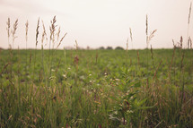 green grasses in a meadow 