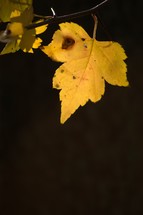 yellow fall leaf 