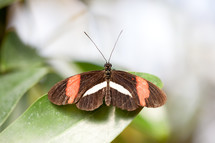 orange and brown butterfly 