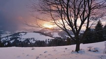 Beautiful winter sunrise over snowy nature with cherry tree in foreground outdoor background
