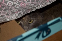 cat hiding in a box 