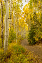 country road through a yellow fall forest 