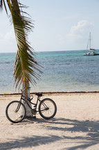 bike leaning against a palm tree on a beach 