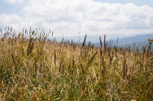 closeup of tall grasses 