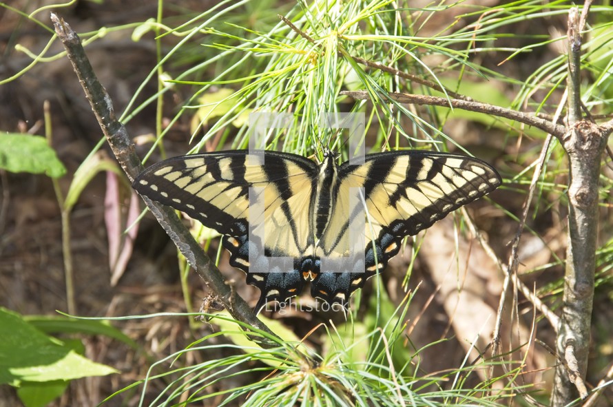 butterfly on a pine tree