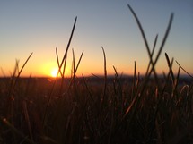 tall grass and a setting sun 