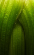 celery closeup 