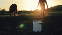 Fresh milk concept. Woman pours milk into can at sunset. Young female farmer is pouring a fresh milk to filling a can on a dairy farm. Farmer pours milk into can, in the background of redhead cow.