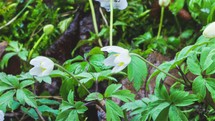 Time lapse of white spring flowers anemone nemorosa windflower bloom fast in green forest nature Growing

