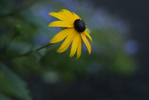 Single yellow flower.