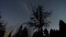 Stars sky with milky way galaxy moving over dead tree time lapse. Astronomy starry night
