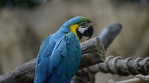 Parrot perched on a tree limb with rope.