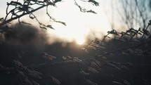 Cinematic tree 4K video blowing in the wind at sunset. Sunrise video plants, leaves and trees, branch, nature forest and woodland background footage