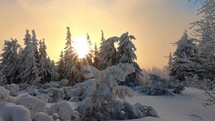 Morning sunrise among frozen forest with snowy trees in winter landscape.
