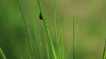 Ladybug red on green leaves.