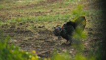 Turkey In A Field