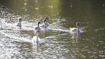 swans on a pond 