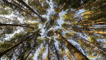 Vertical view of forest pine trees dancing in wind. Time lapse dolly shot
